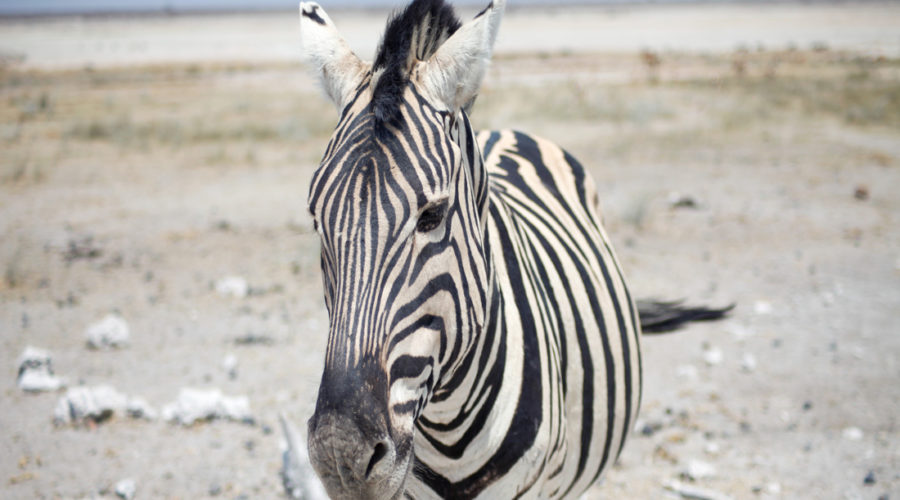 Etosha Park Zebra