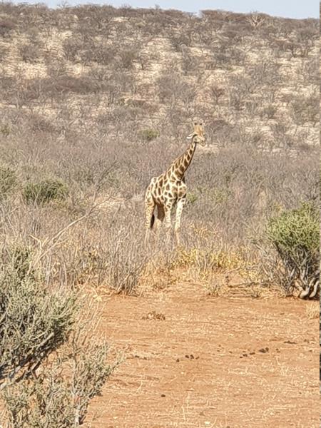 Etosha Park Giraffa