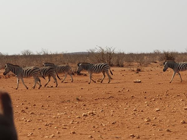 Etosha Park Branco di zebre