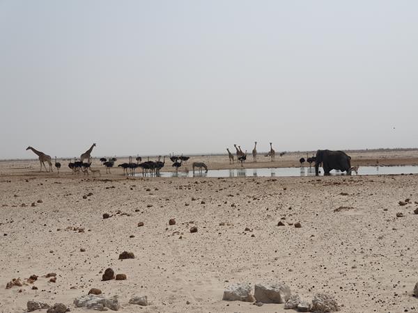 Etosha Park Pozza d'acqua con diversi animali