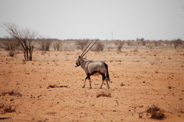 Etosha Park Onice