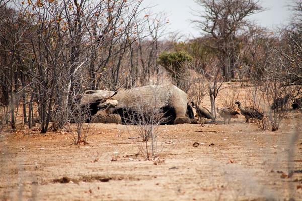 Etosha Park Avvoltoi su una carcassa d'elefante
