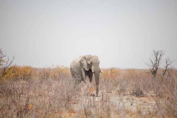 Etosha Park Elefante