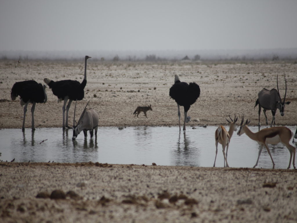 Etosha Park