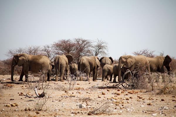 Etosha Park Branco di elefanti con i piccoli